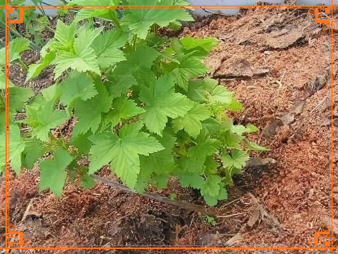 Фото из Интернета. Мульча для красной смородины.
