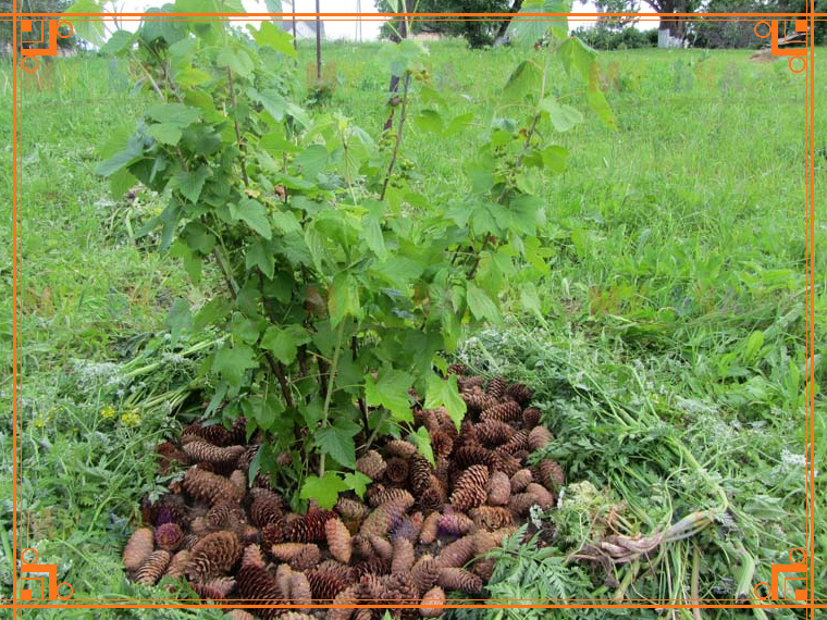 Фото из Интернета. Чем мульчировать красную смородину