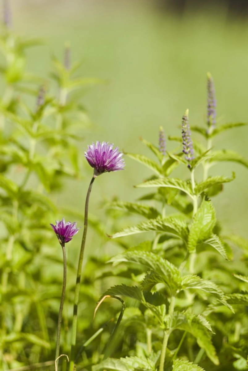 Дикий лук в природе Заполярья