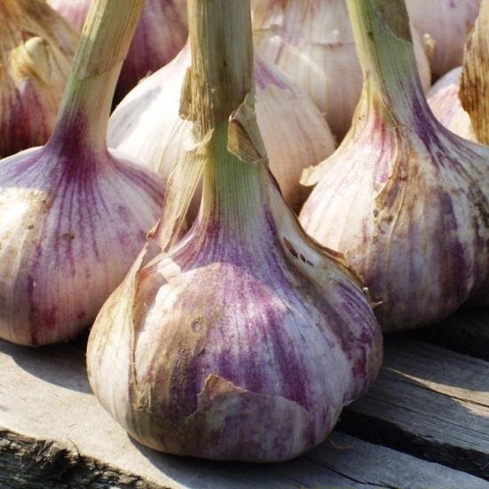 Ещё недозревший для засолки