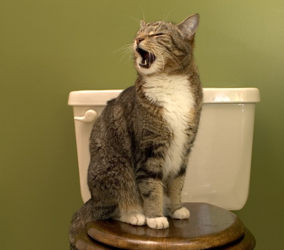 источник фото: https://www.chiensetchatsnaturellement.com/modules/prestablog/views/img/grid-for-1-7/up-img/13.jpg