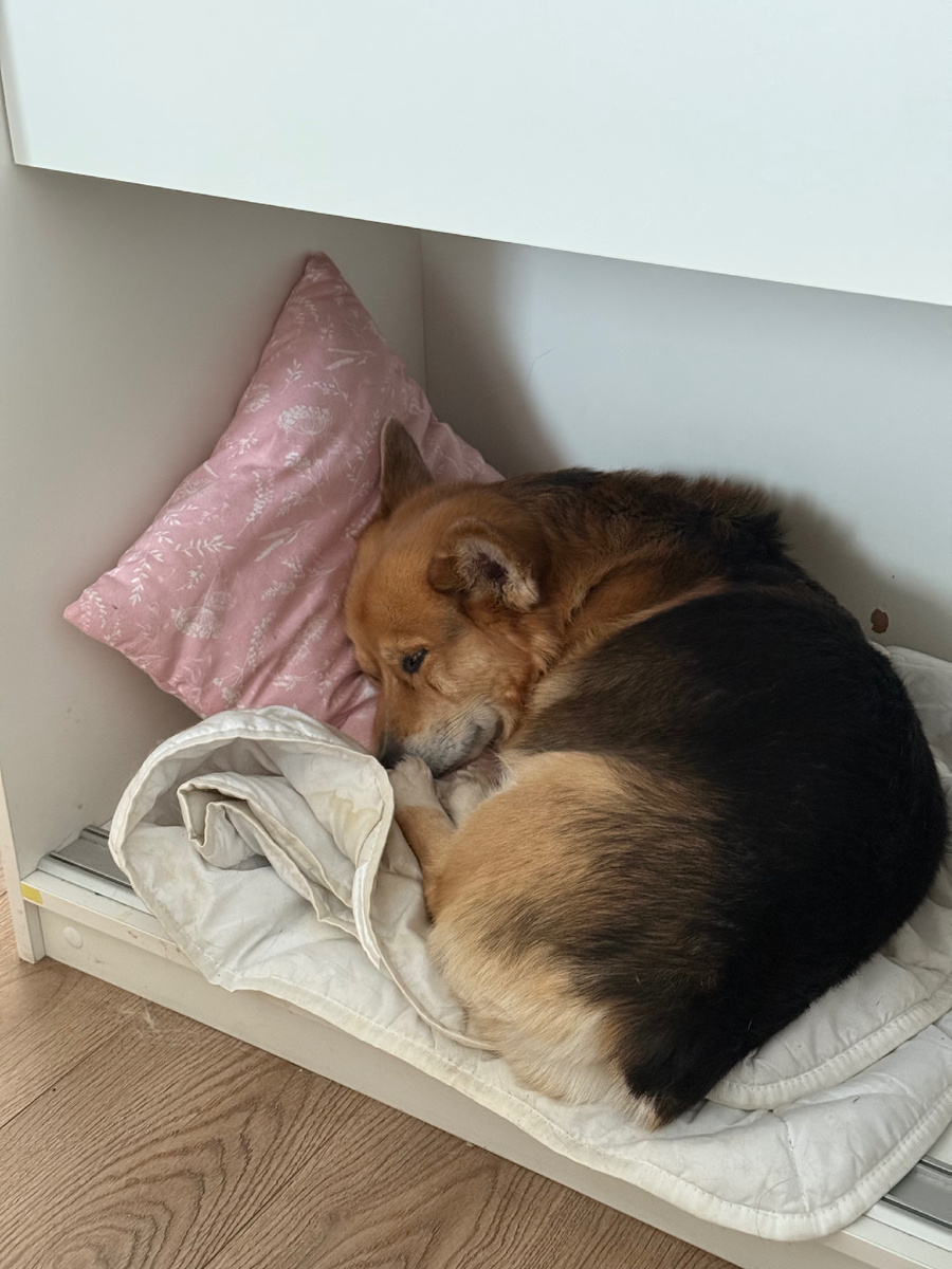 Голова всегда на подушке! Соображает 😂