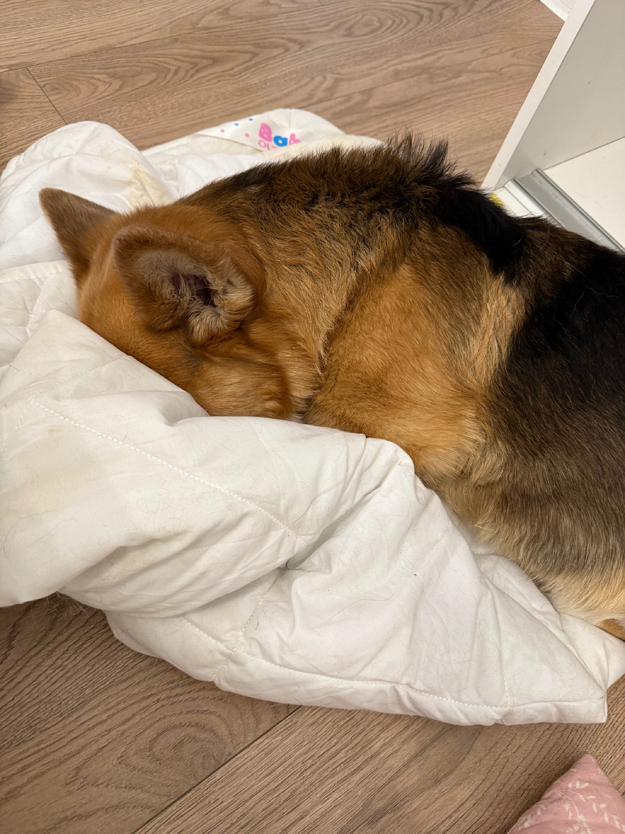 Вытащил свое одеяло и зарылся в него🥰