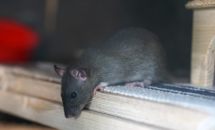 Крысы заподозрили надвигающиеся неприятности / Фото: pxhere.com