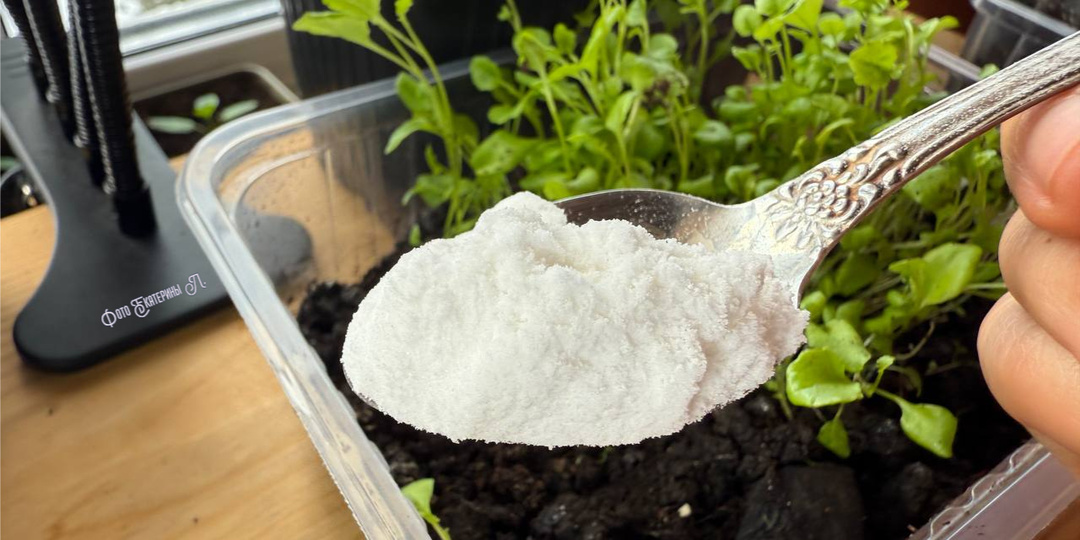 💸❌Копеечная сода победит фитофтору, мучнистую росу и вредителей.