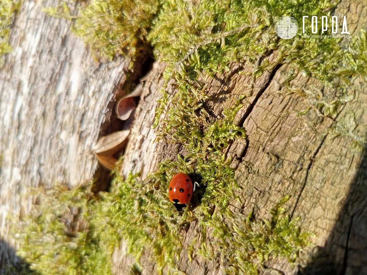 Фото: krd.gorod.space