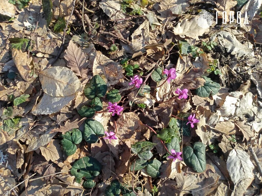 Первоцветы