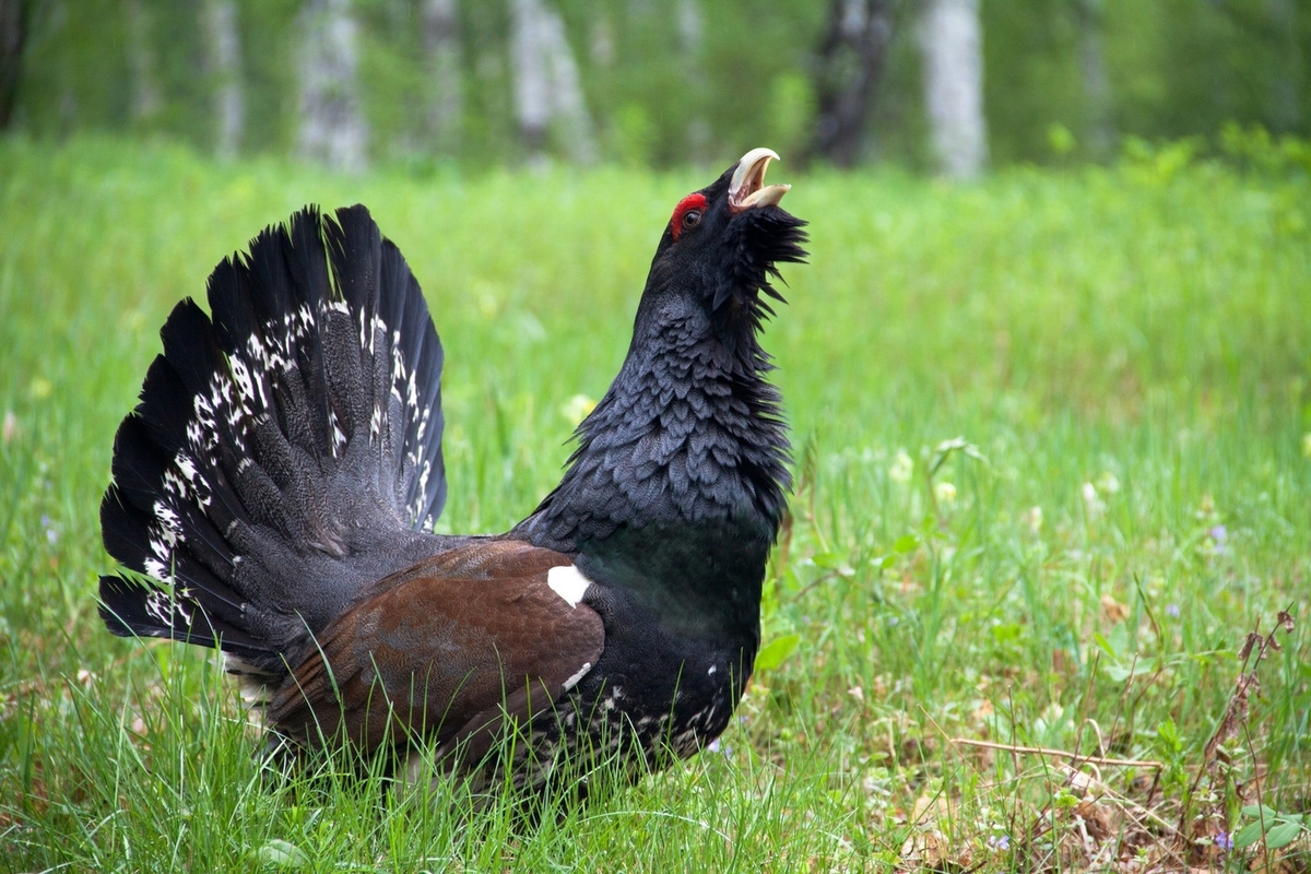 Глухарь обыкновенный
