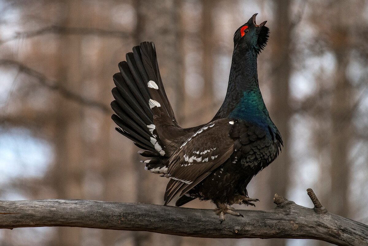 Каменный глухарь