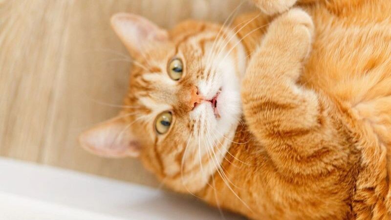    Фото: TarasBeletskiy/Shutterstock/Fotodom