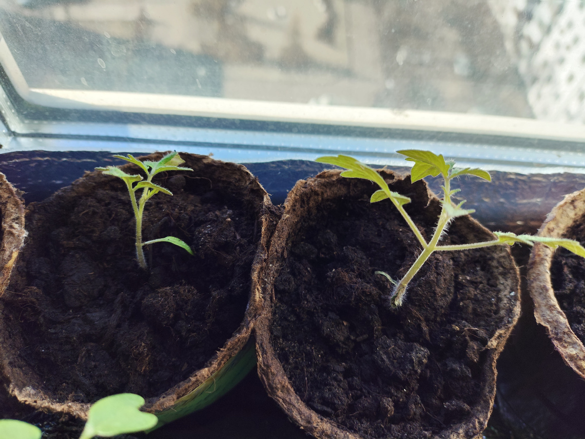 это январские