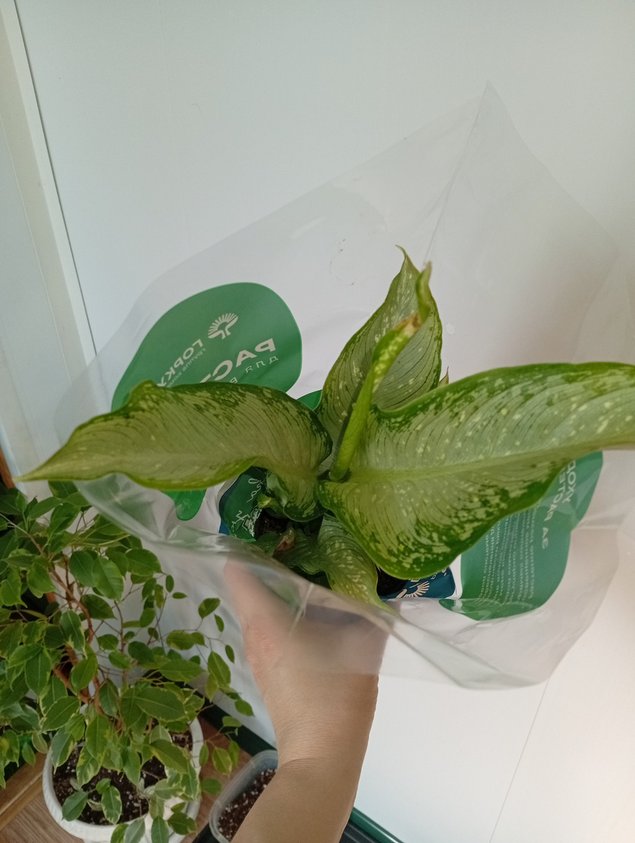 Вредителей не найдено. На карантине вела себя прилично. Распакуем?