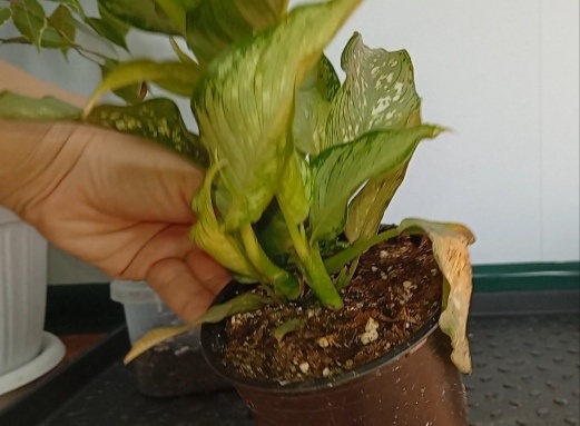 Немного сухих листочков