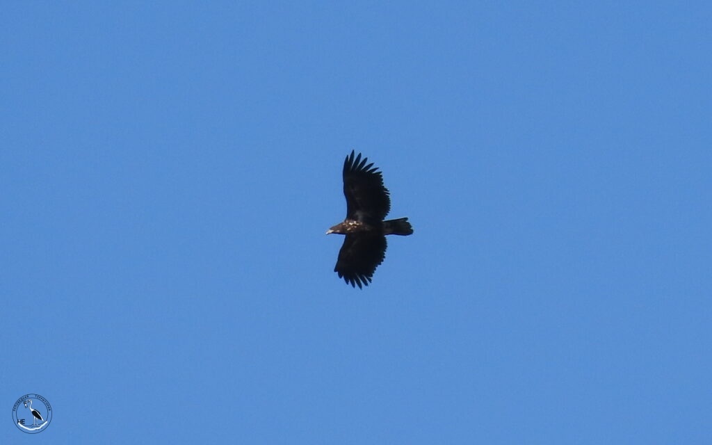    Хищная птица. 09.03.25. Ростовская область, северо-запад. Анна Власова