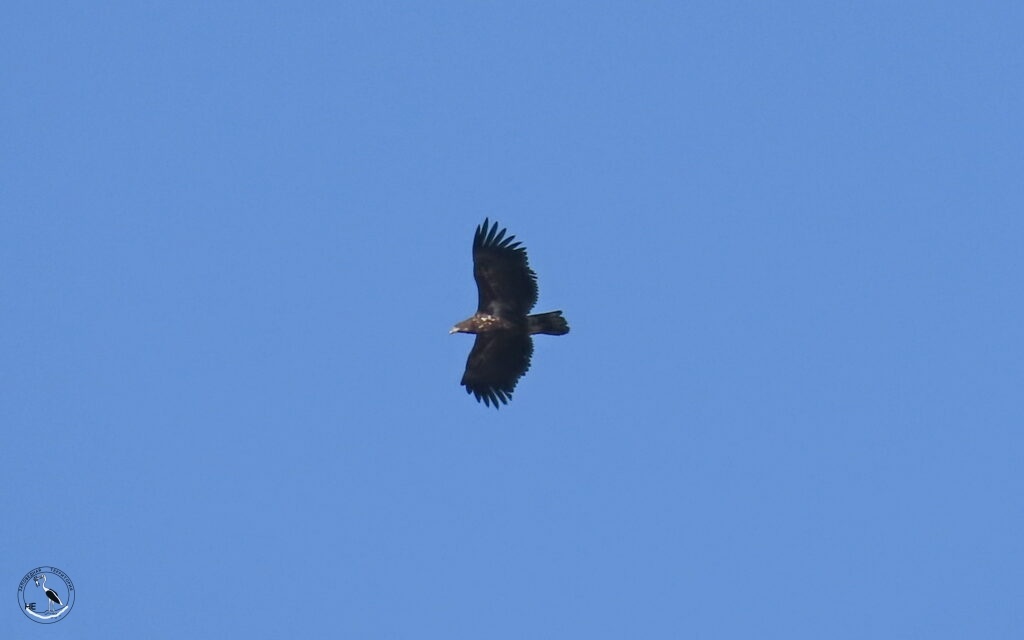    Хищная птица. 09.03.25. Ростовская область, северо-запад. Анна Власова