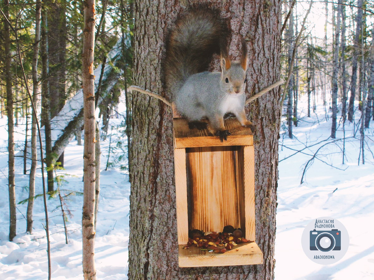 Встреча с белкой в лесу. Фотограф Анастасия Радионова