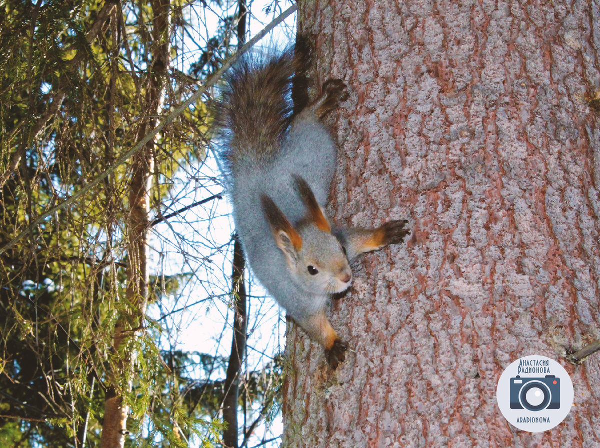 Встреча с белкой в лесу. Фотограф Анастасия Радионова