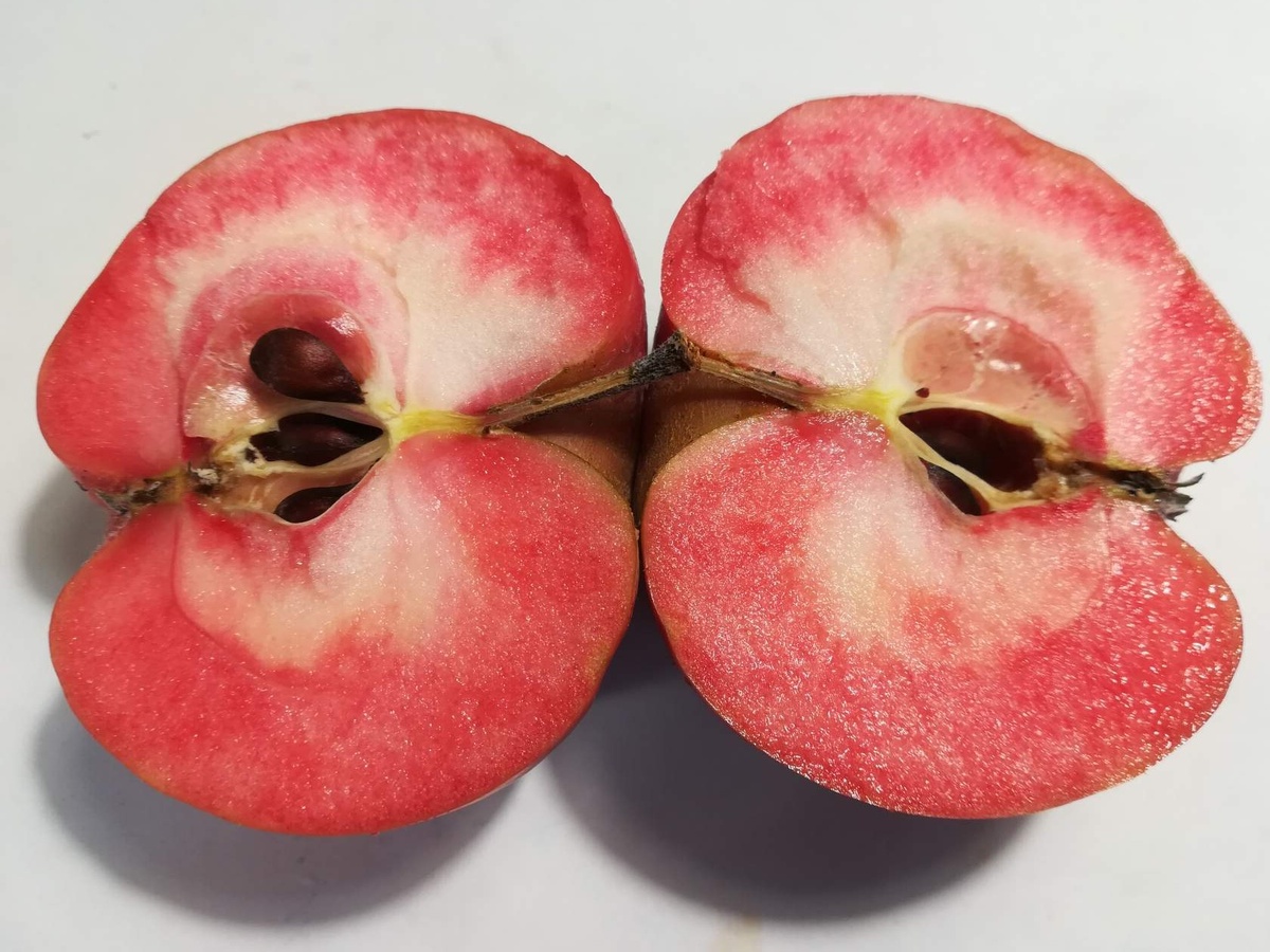 Tickled Pink (Baya Marisa) Селекция ФРГ.