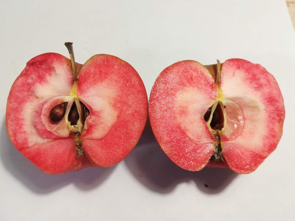 Tickled Pink (Baya Marisa) Селекция ФРГ.