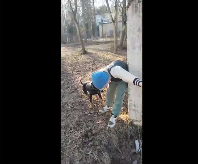 В поселке Редкино Тверской области охотничий пес набросился на троих детей