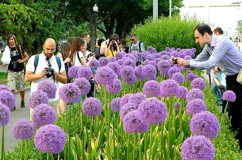 Фото автора. Однажды я увидела вот эту картину в одном из парков Москвы, и сердце моё дрогнуло.