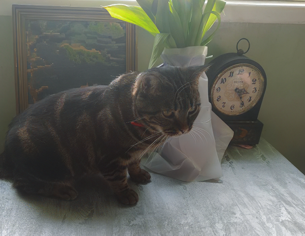 Кайса поздравляет бабушку с восьмым марта