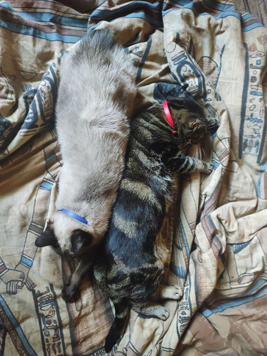 Команда "отбой" прозвучала