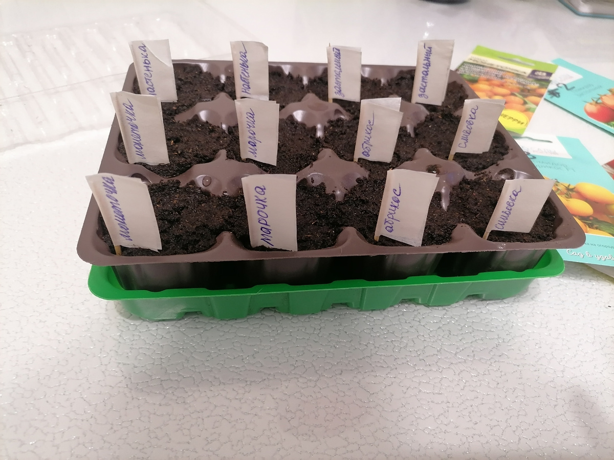 Сею томаты вот в такие мини-парнички