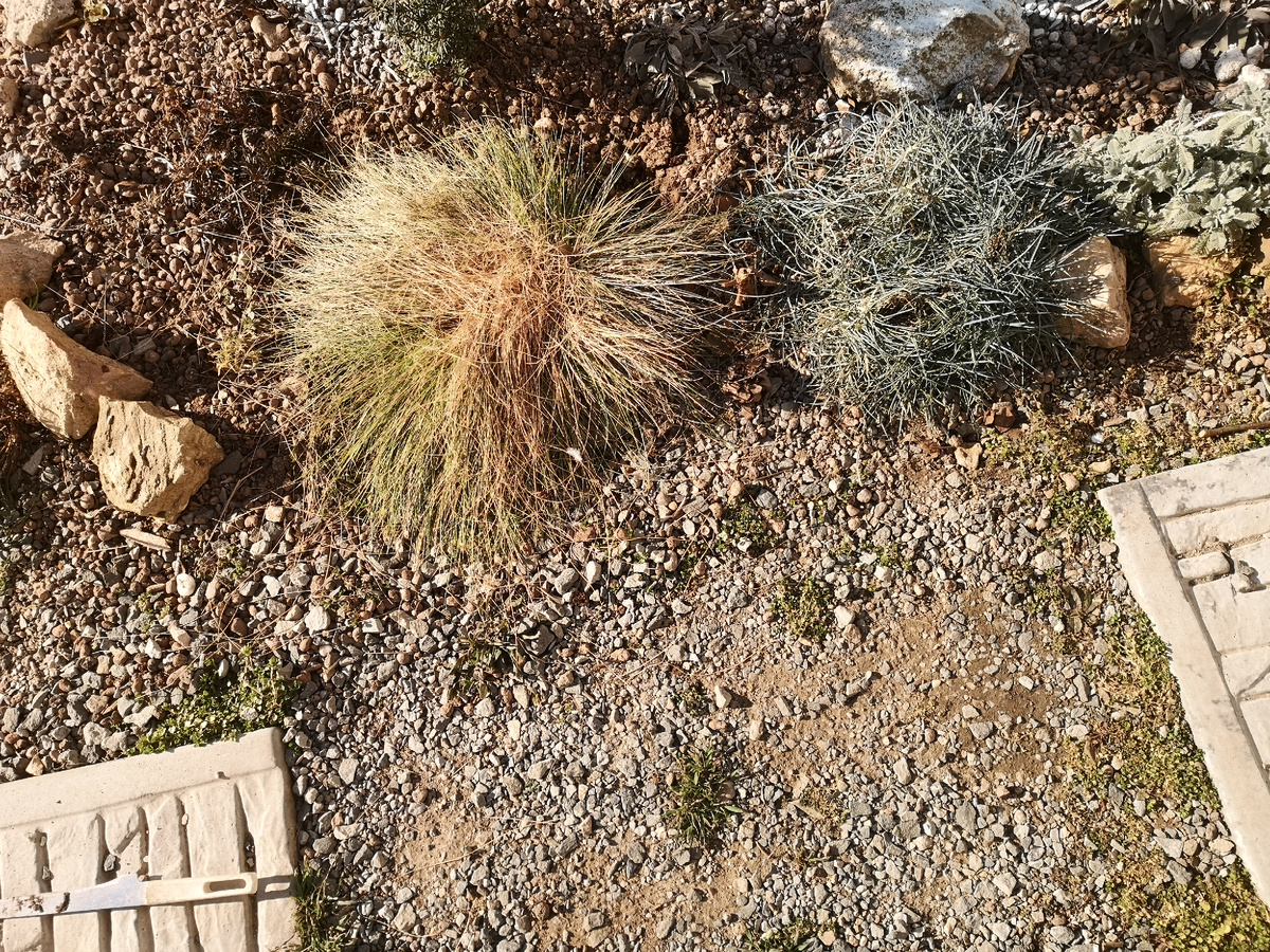 Середина лысая и жухлая.