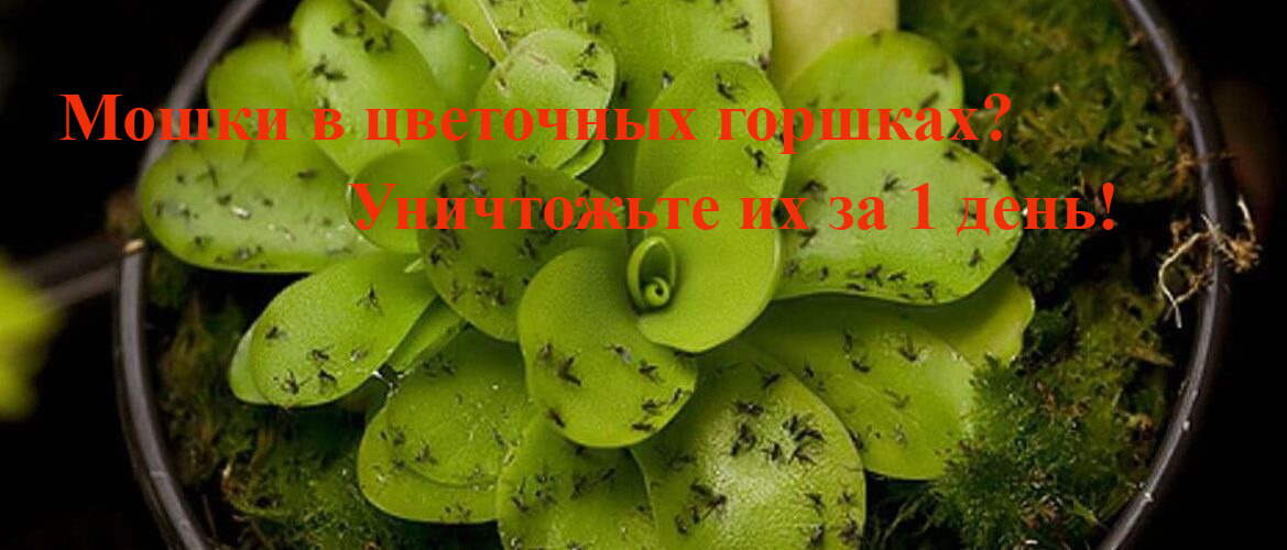 Дача. Сад. Цветы