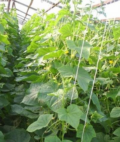 выращивание огурцов в теплицах