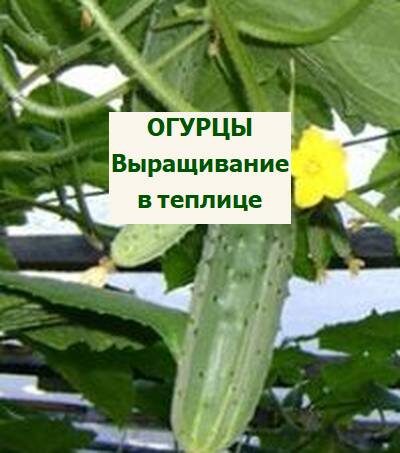 огурцы в теплицах
