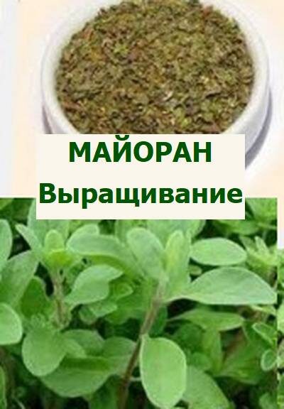 майоран выращивание