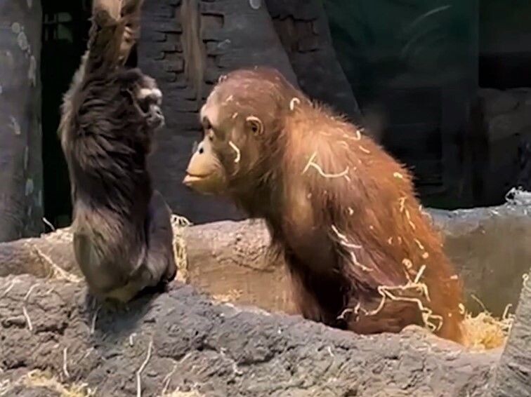     / Источник: Кадр из видео