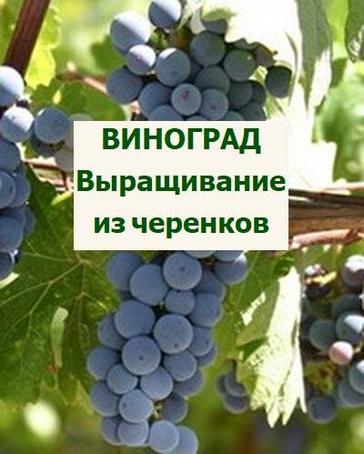 Выращивание винограда из черенков