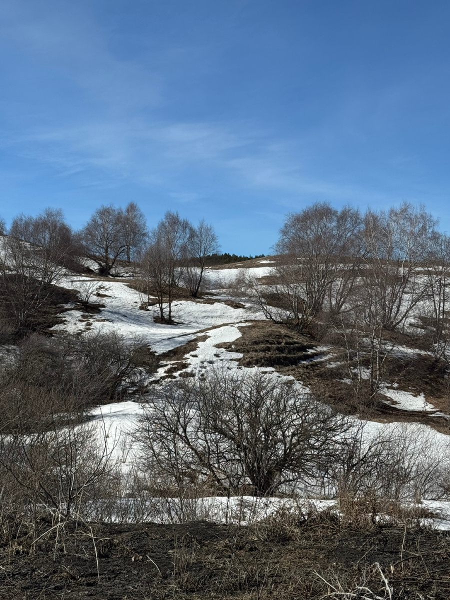 7 марта, утро, у дороги к Верхней станции канатки, фото Сад в стиле Paradise @