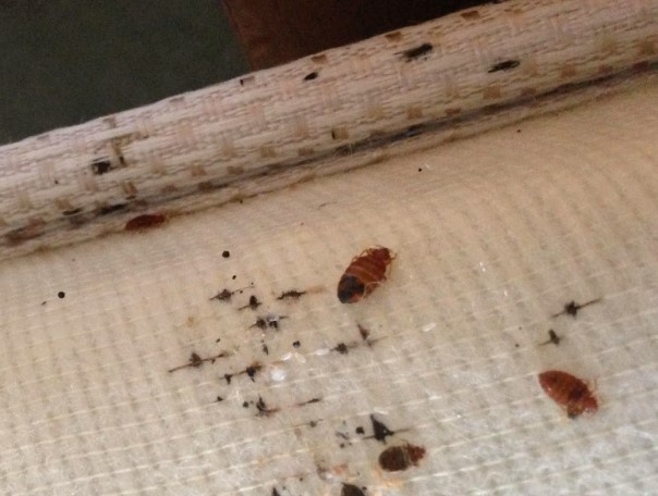 Klopy, slozhno li vyvesti iz kvartiry