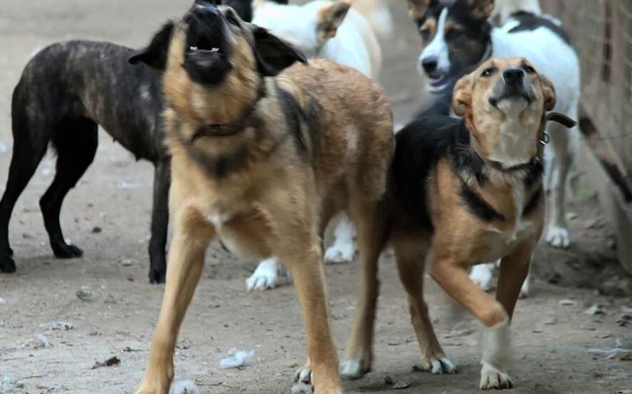Собачьи стаи представляют серьёзную опасность для людей