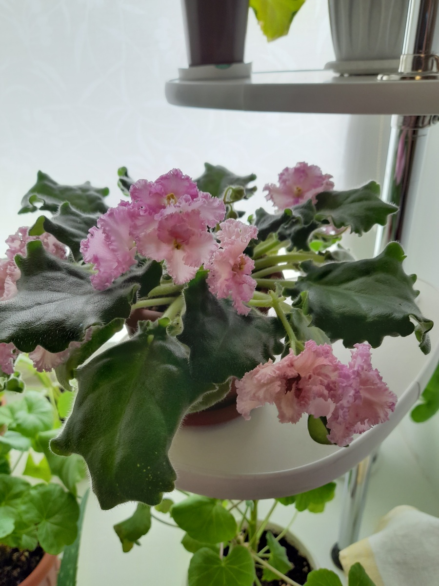 Фото автора.  Цветут фиалки