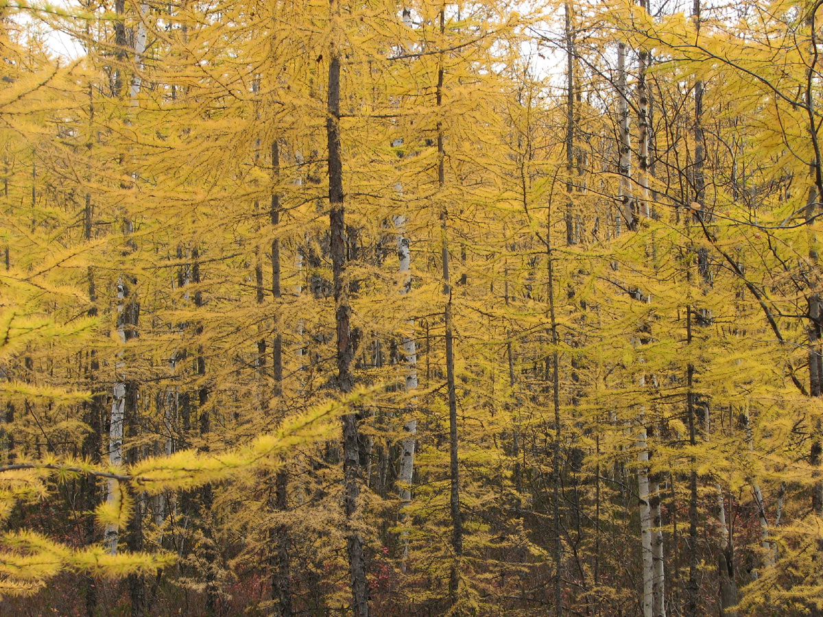 Осень. Природа. Возле города Мирного.