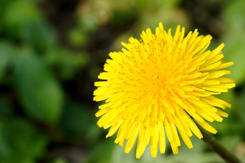 Одуванчик. Фото из интернета