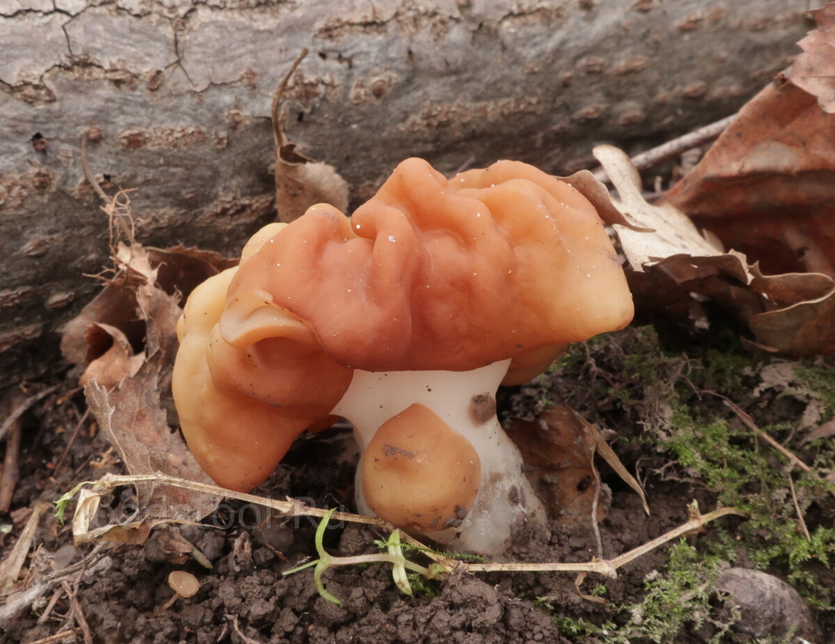 Молодой строчок. Ещё даже не морщинистый! (фото И.Лебединского)