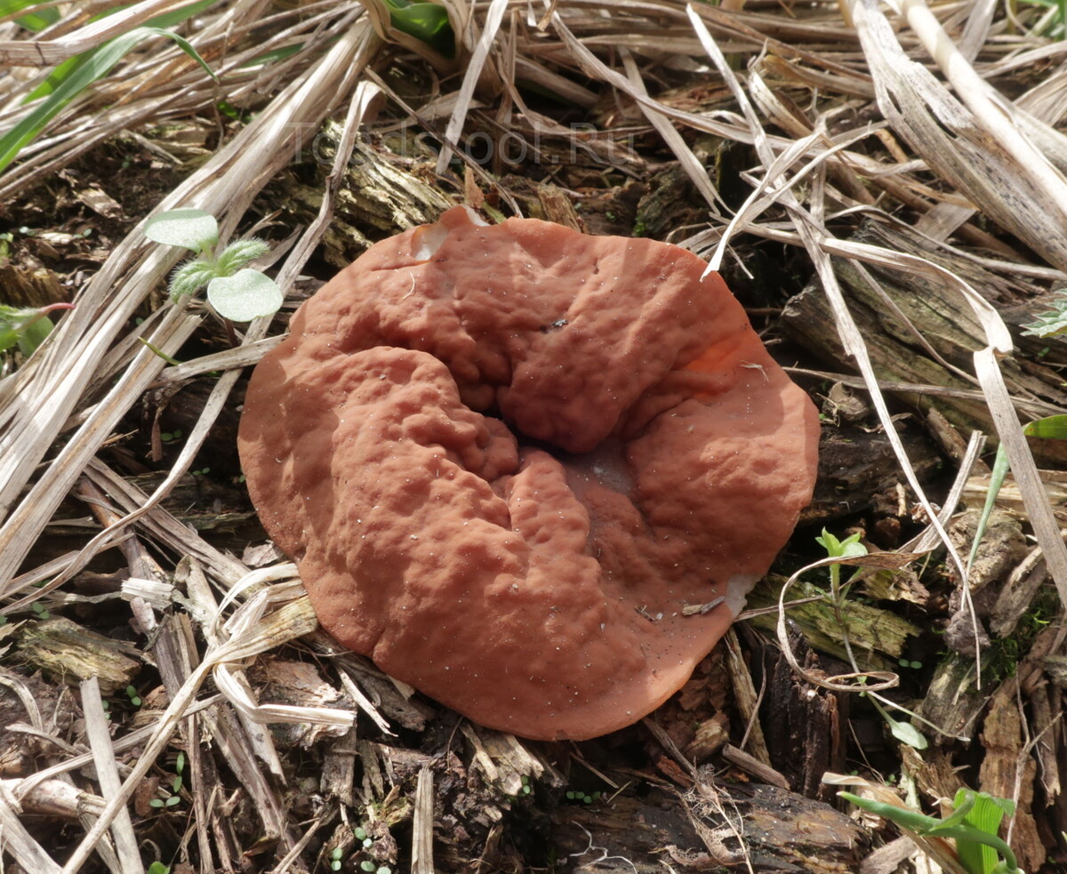 Дисцина, плоский строчок. Один я тут вижу что-то совсем не вдохновляющее? (фото И.Лебединского)