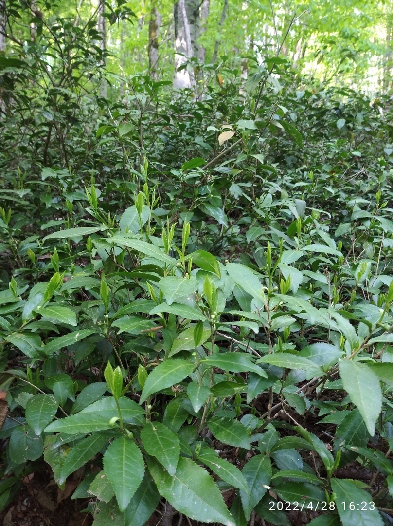 Дикий чай в лесу.