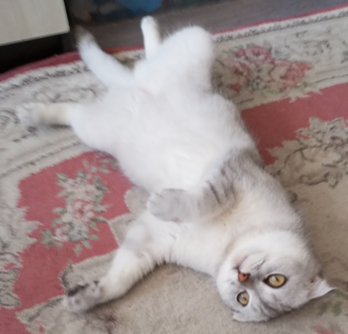 Масяня на отдыхе. 