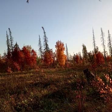 Угасающий лес.