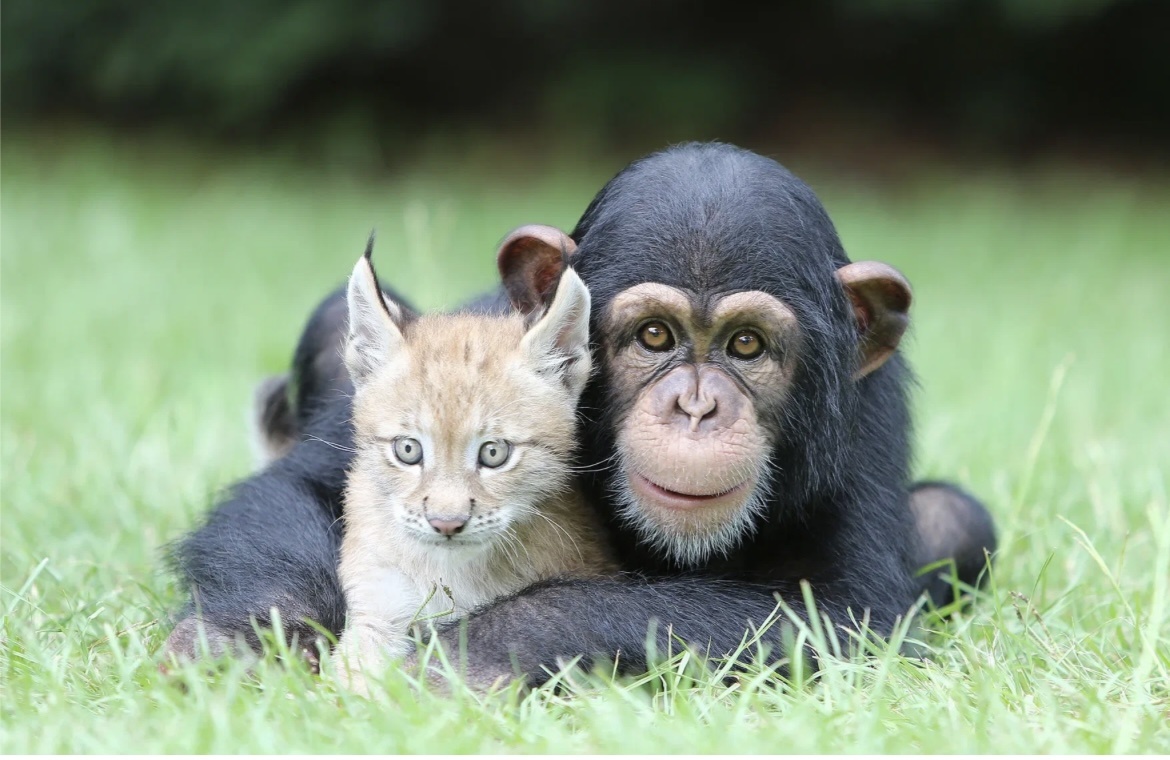 Лайк если дружить должны все