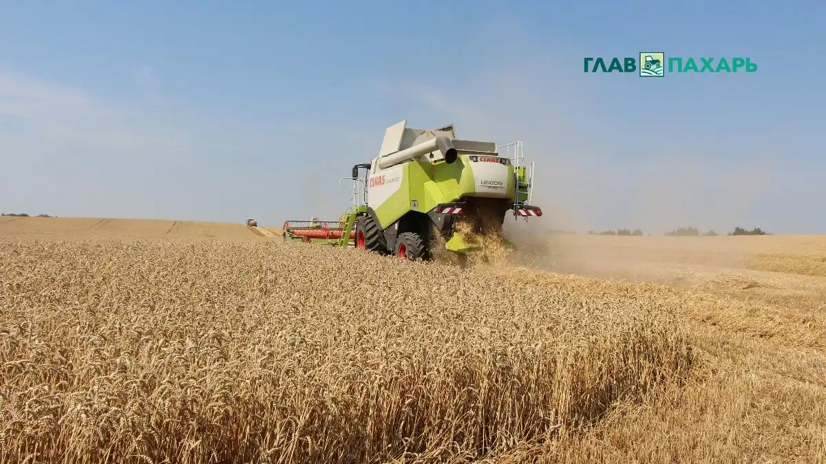 Фото: © Артем Борисов / Glavpahar.ru Уборка урожая зерновых (фото иллюстративное)
