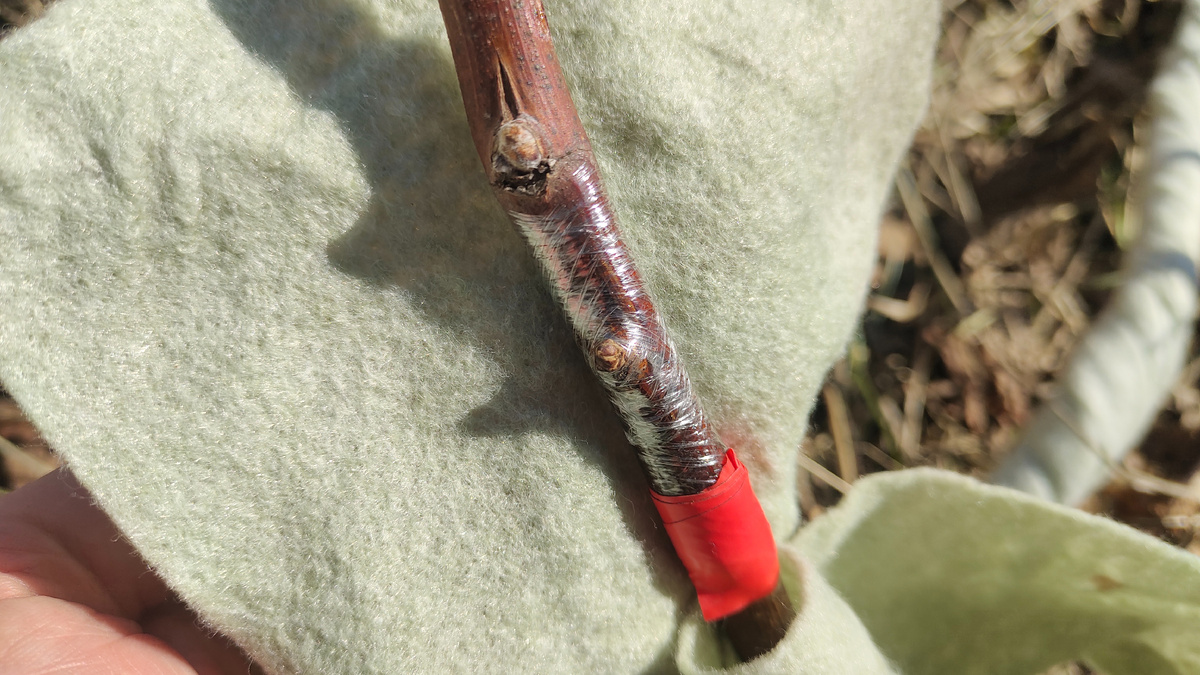 Прививка, которая была сделана поздней осенью. Фото 09.03.2025  