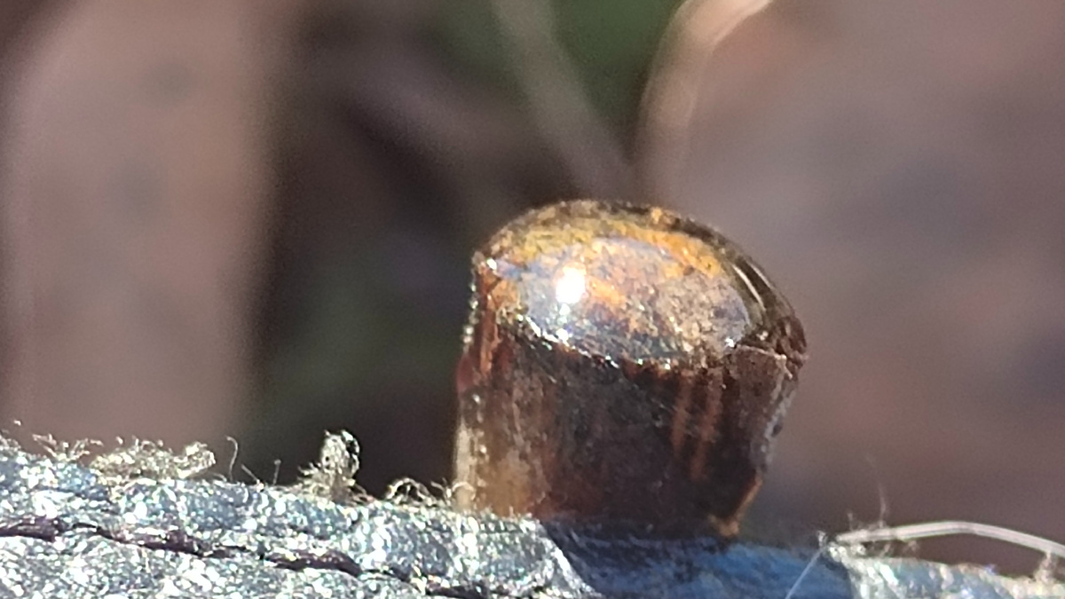 Смог найти сегодня  один срезанный на обратный рост кустик, на котором начался плачь лозы 